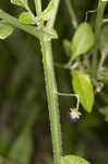 West Indian nightshade